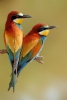 RainbowBee-Eaters - Lionzer player 