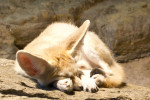 Luceso - Male Fennec Fox