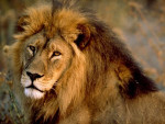 Moumou - Male Lion (11 months)