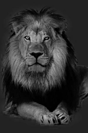 Adémar - Male Lion