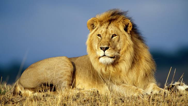 leon - Male Lion (5 years)